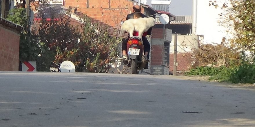 Motosiklet hastası köpeği görenler şaşıp kalıyor