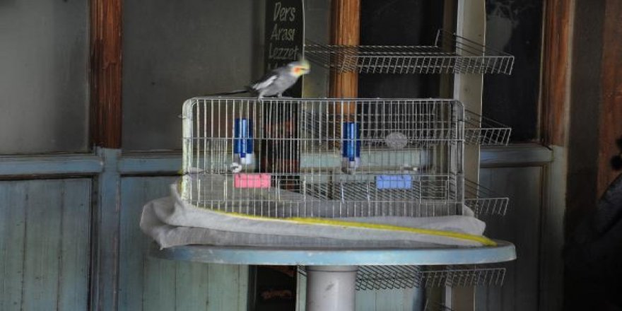 Kayıp papağanına 101 gün sonra kavuştu
