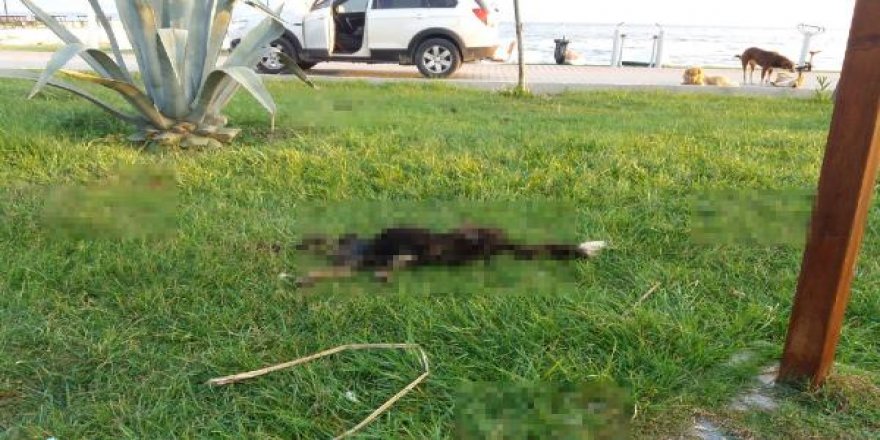 6 parçaya ayrılmış köpek ölüsüyle ilgili 'satanist ayini' iddiası