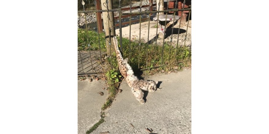 Türü tehlike altında olan vaşak ayağından asılmış şekilde ölü olarak bulundu