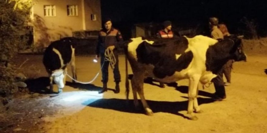 Kayıp inekleri jandarma buldu