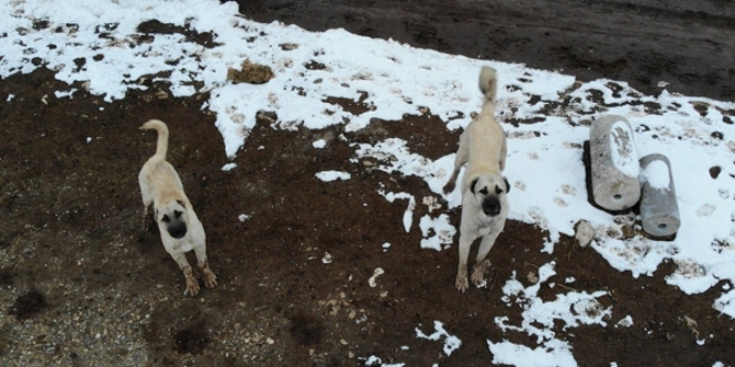 Sürüyü koruyan çoban köpeklerinin drone ile imtihanı