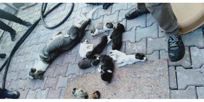 Barınakta 20 köpek ölüsü bulan hayvanseverler şoke oldu