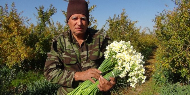 Kışta baharı yaşatan nergis çiçekleri çiftçinin gelir kapısı oldu