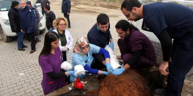 Silahla vurulan yılkı atı tedaviye alındı