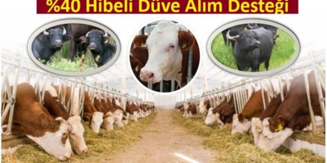 Yüzde 40 hibeli düve alım desteği başvuruları devam ediyor