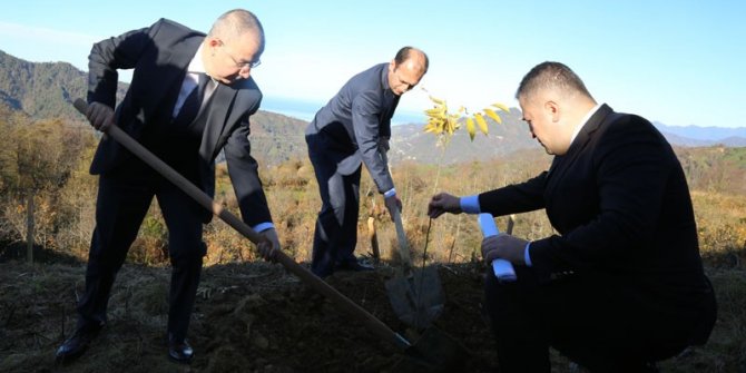 Sabun ağacı fidanları Artvin’de toprakla buluştu