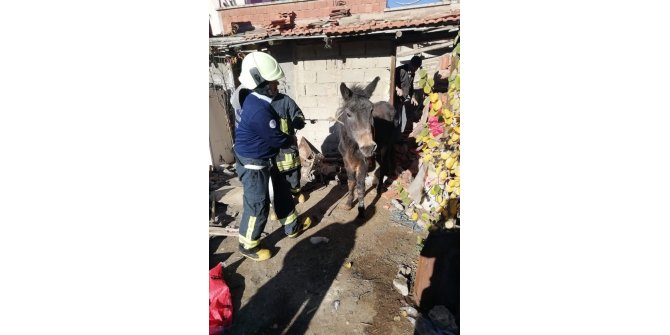Çöken ahırın altında kalan katırı itfaiye kurtardı