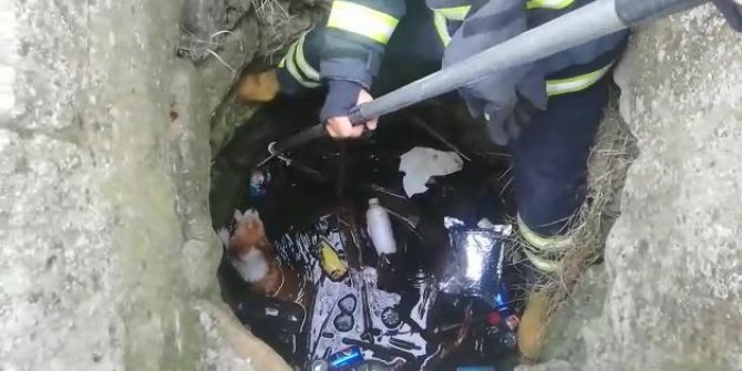 Kuyudan köpek kurtarma operasyonu