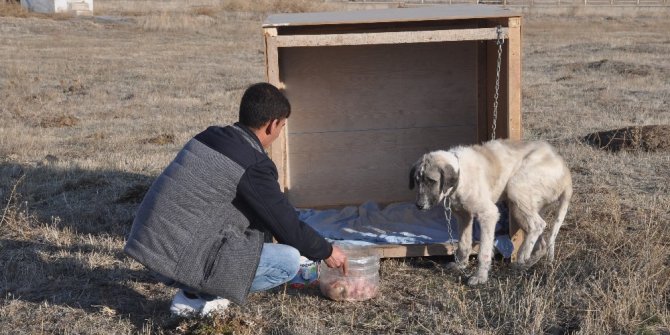 Eziyet edilen ‘Şeker’ köpek artık kaymakamlık konutunda