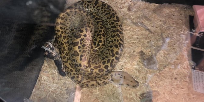 Ticareti yapılmak istenen piton ve parmak maymuna el konuldu
