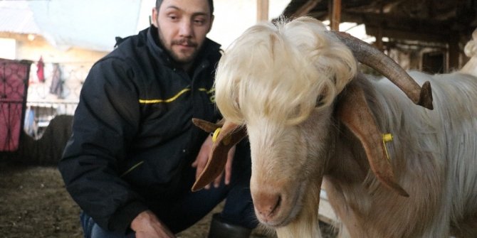 Bu keçileri görenler, kuaförden çıktıklarını düşünüyor