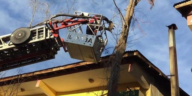Bingöl’de ağaçta mahsur kalan kedi kurtarıldı