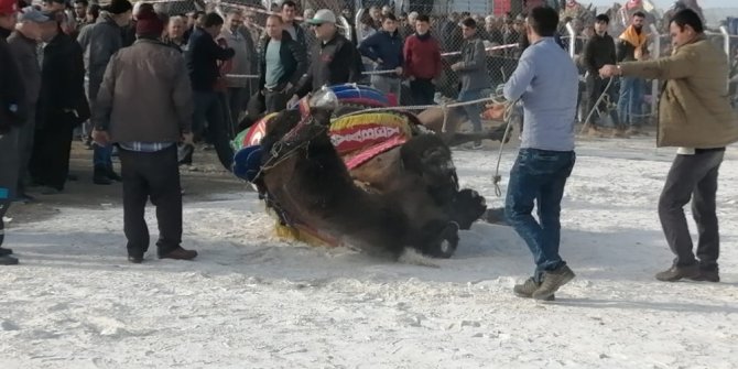 Deve güreşinde korkulu anlar