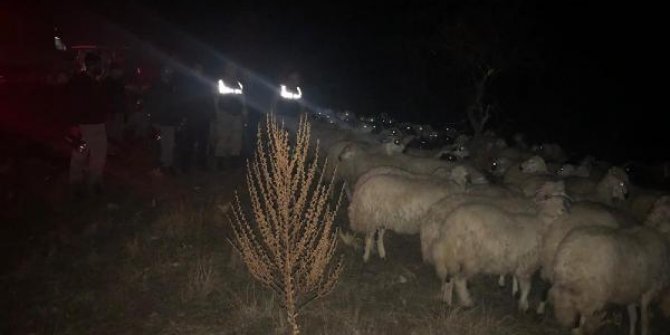 Yoğun siste kaybolan 150 koyunu jandarma buldu
