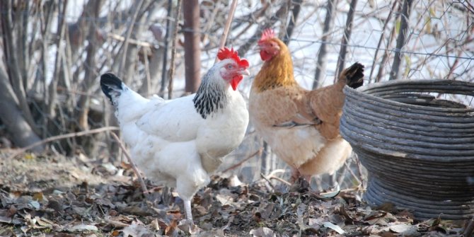 Gezen tavuk değil, kafes tavuğu kendi pisliğini yer iddiası