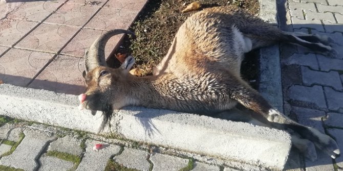 Karayoluna inen dağ keçisine araç çarptı