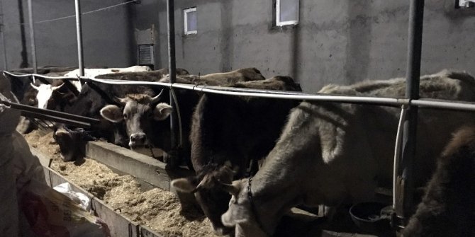 Besicilerin umudu Kurban’a kaldı