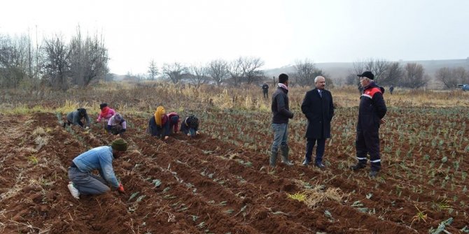 Bal üreticisine ’lavanta’ desteği: 75 dekar araziye lavanta dikildi