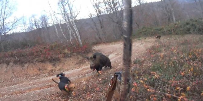 Avlamak istediği yaban domuzunun saldırısına uğrayan avcı ölümden döndü