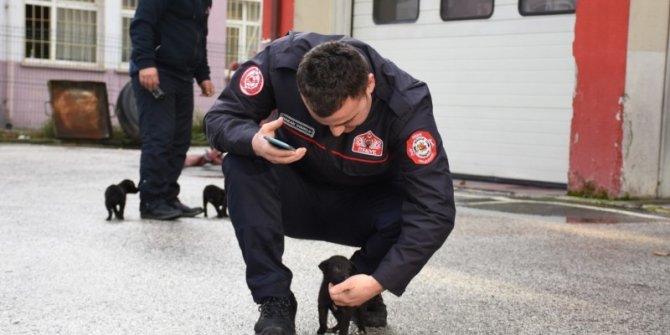 Köpek yavruları için itfaiye seferber oldu