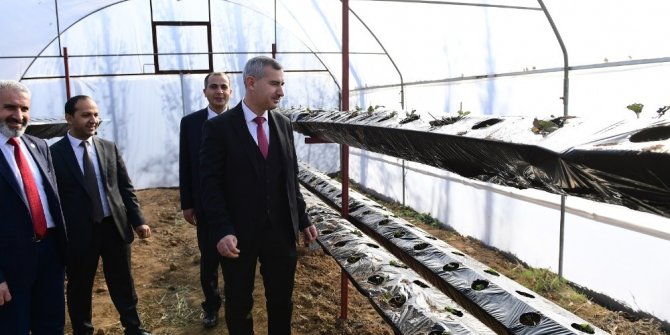 Topraksız çilek üretimine başlandı