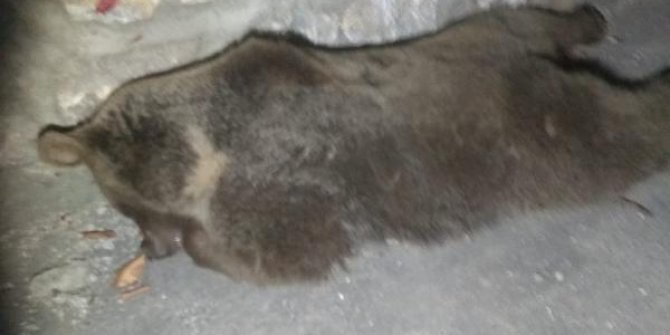 Otomobilin çarptığı yavru ayı öldü