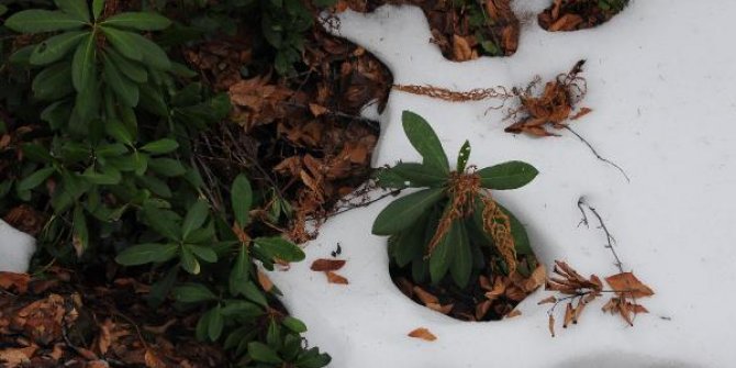 Kartepe’ye beklenen kar düşmedi, tatilciler hayal kırıklığına uğradı