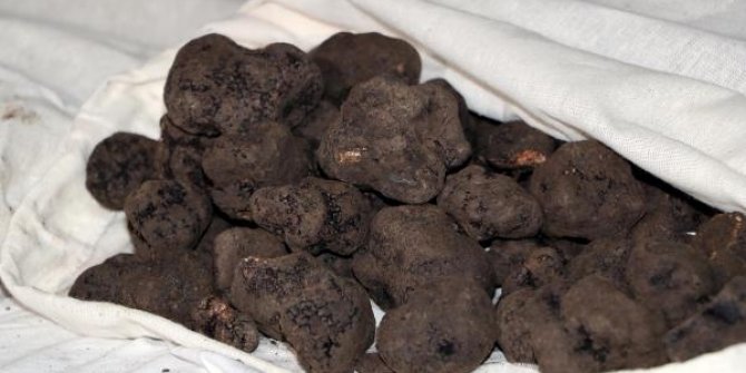 80 kilo trüf mantarı, ihale ile satışa çıkarıldı