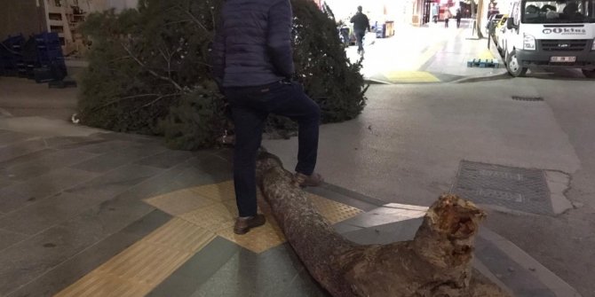Tokat’ta fırtına ağaçları kökünden söktü