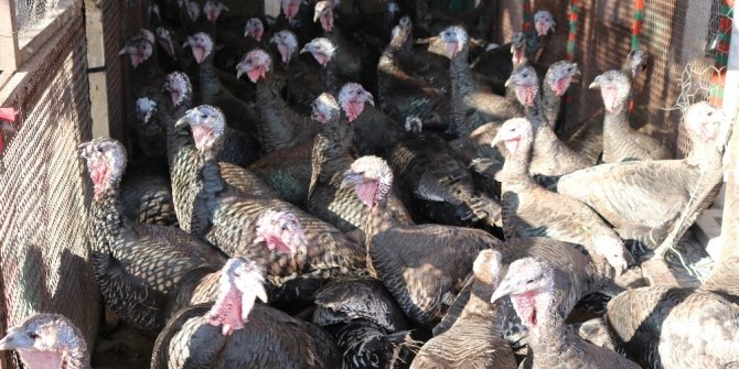 Vatandaşlar yılbaşı hindilerinin fiyatından memnun