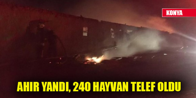 Konya’da ahır yandı, 240 hayvan telef oldu