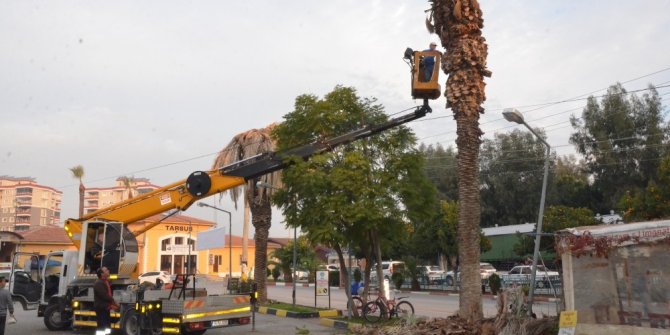 Tarsus’ta kırmızı palmiye böceği mücadelesi