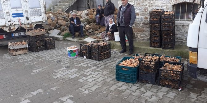 8 kişi dağa çıkıp 650 kilogram mantar topladılar