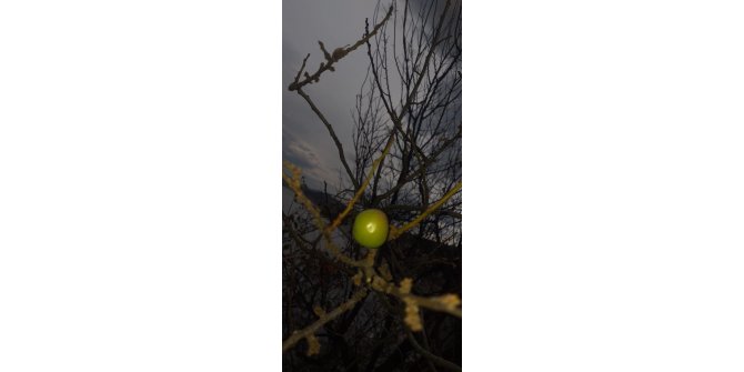 Erik ağacı aralık ayında meyve verdi
