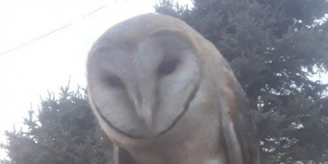 Yaralı bulunan peçeli baykuş koruma altına alındı