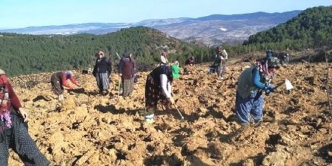 Gediz’de yanan orman alanına 6 bin 500 fidan dikildi