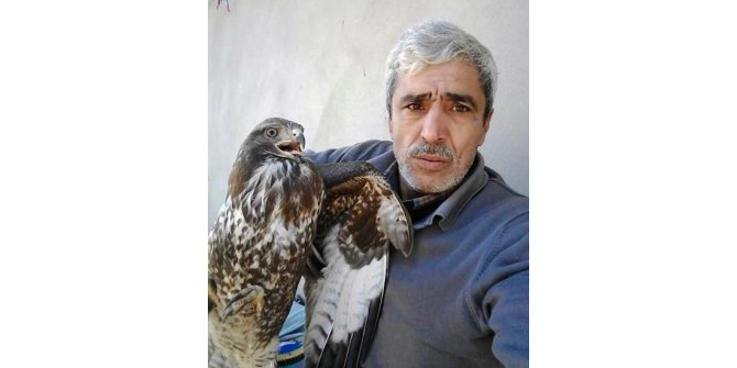 Şahini önce besledi sonra doğaya saldı