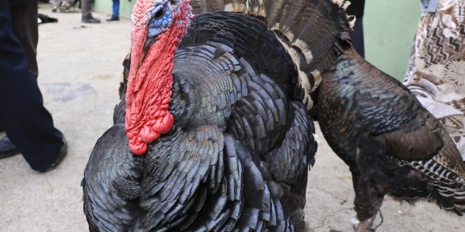 Organik Eflani Hindisi kolesterole iyi geliyor