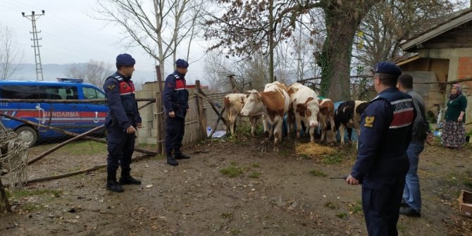 Kaybolan hayvanlarına jandarma sayesinde kavuştular