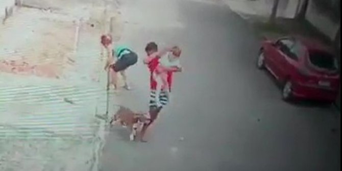 Küçük çocuğu pitbull saldırısından kurtaran genç kahraman ilan edildi