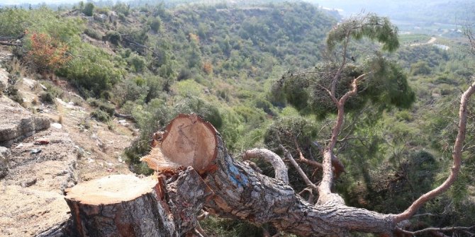 Mersin’deki ağaç katliamıyla ilgili 1 kişi tutuklandı