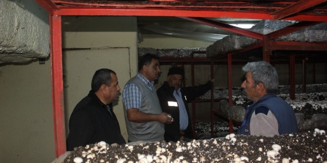 Isparta’da 53 bin metrekare alanda 5 bin ton mantar üretimi