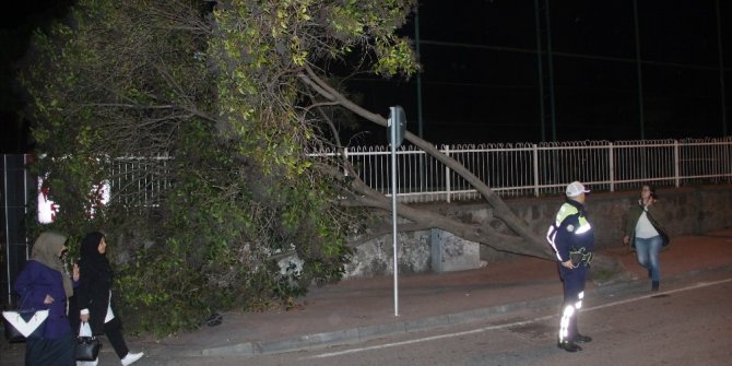 Samsun’da okul girişinde ağaç devrildi