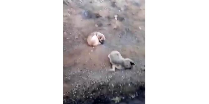 Elazığ’da bir köpek, ölen dişisinin başında 4 gün bekledi