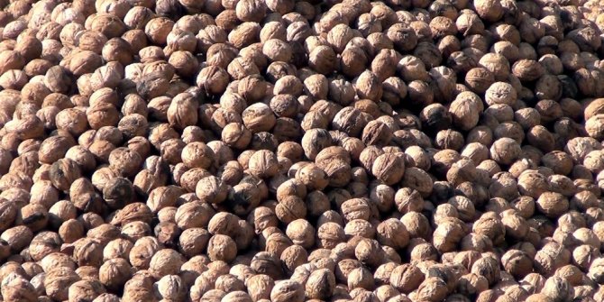 Oğuzlar cevizi coğrafi işaret tescili aldı