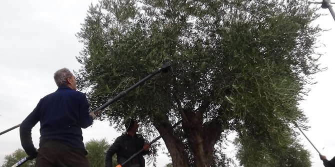 Kilis’te zeytin hasadında sona gelindi