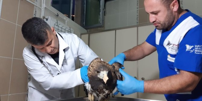 Yaralı kaya kartalı tedavi altına alındı