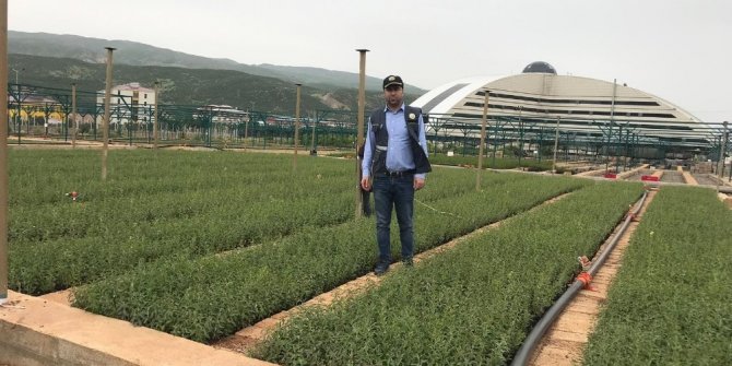 Bingöl’de bu yıl 1 milyon fidan üretildi