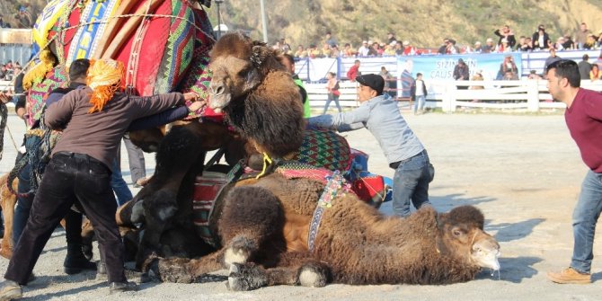 Pehlivan develer, kozlarını Germencik Arenası’nda paylaştı